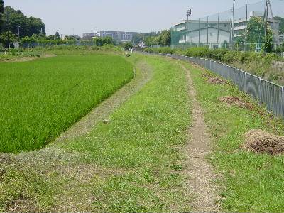 mekujirigawa